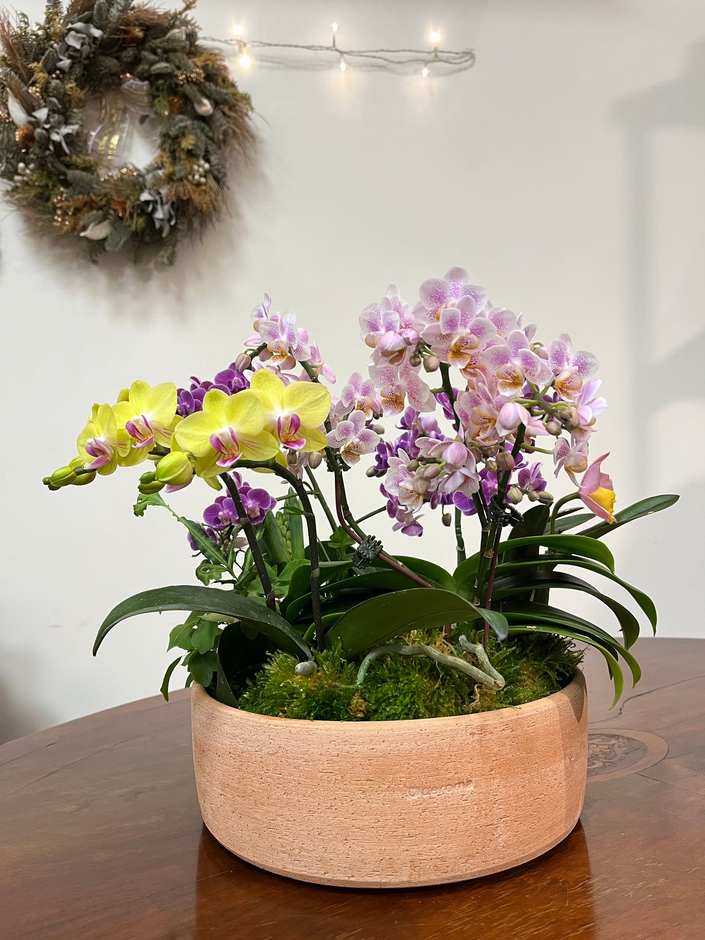 花園盛開｜蝴蝶蘭花禮盆栽