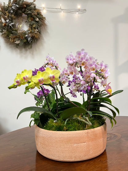 花園盛開｜蝴蝶蘭花禮盆栽