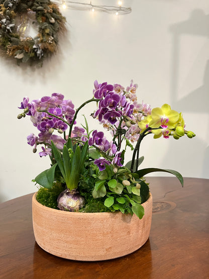 花園盛開｜蝴蝶蘭花禮盆栽