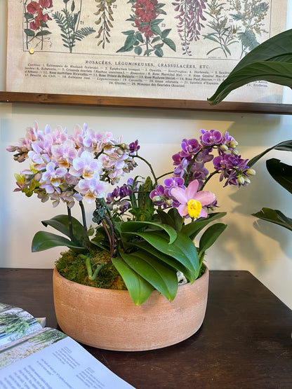 花園盛開｜蝴蝶蘭花禮盆栽