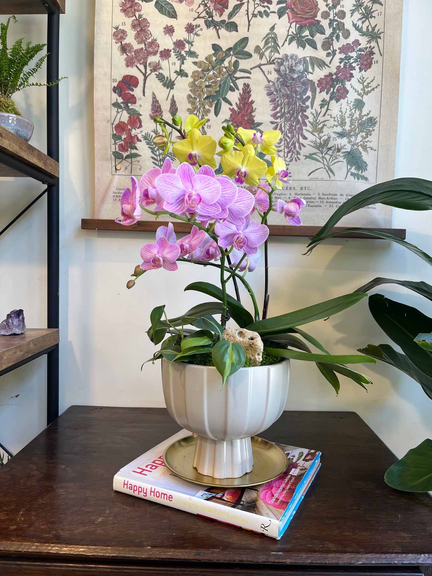 繽紛蘭園｜蝴蝶蘭花禮盆栽