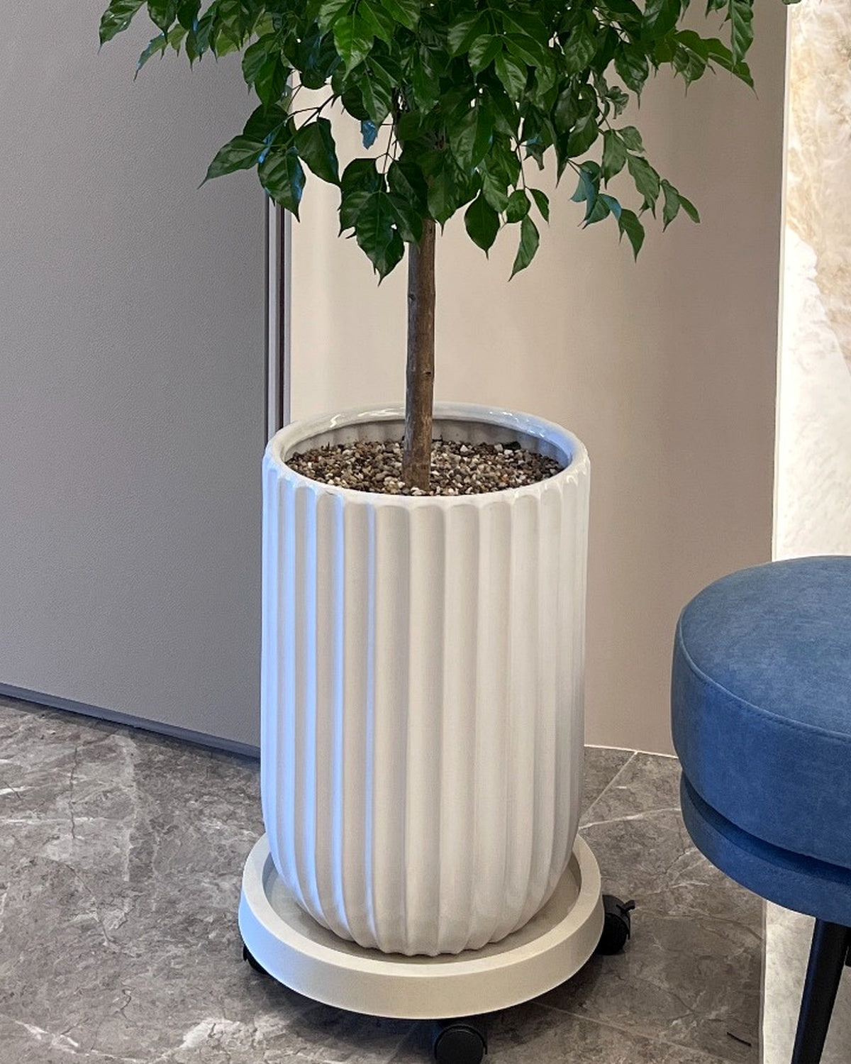 旺旺樹｜大型室內植栽・質感盆器＋滾輪底盤（林口/龜山含運）