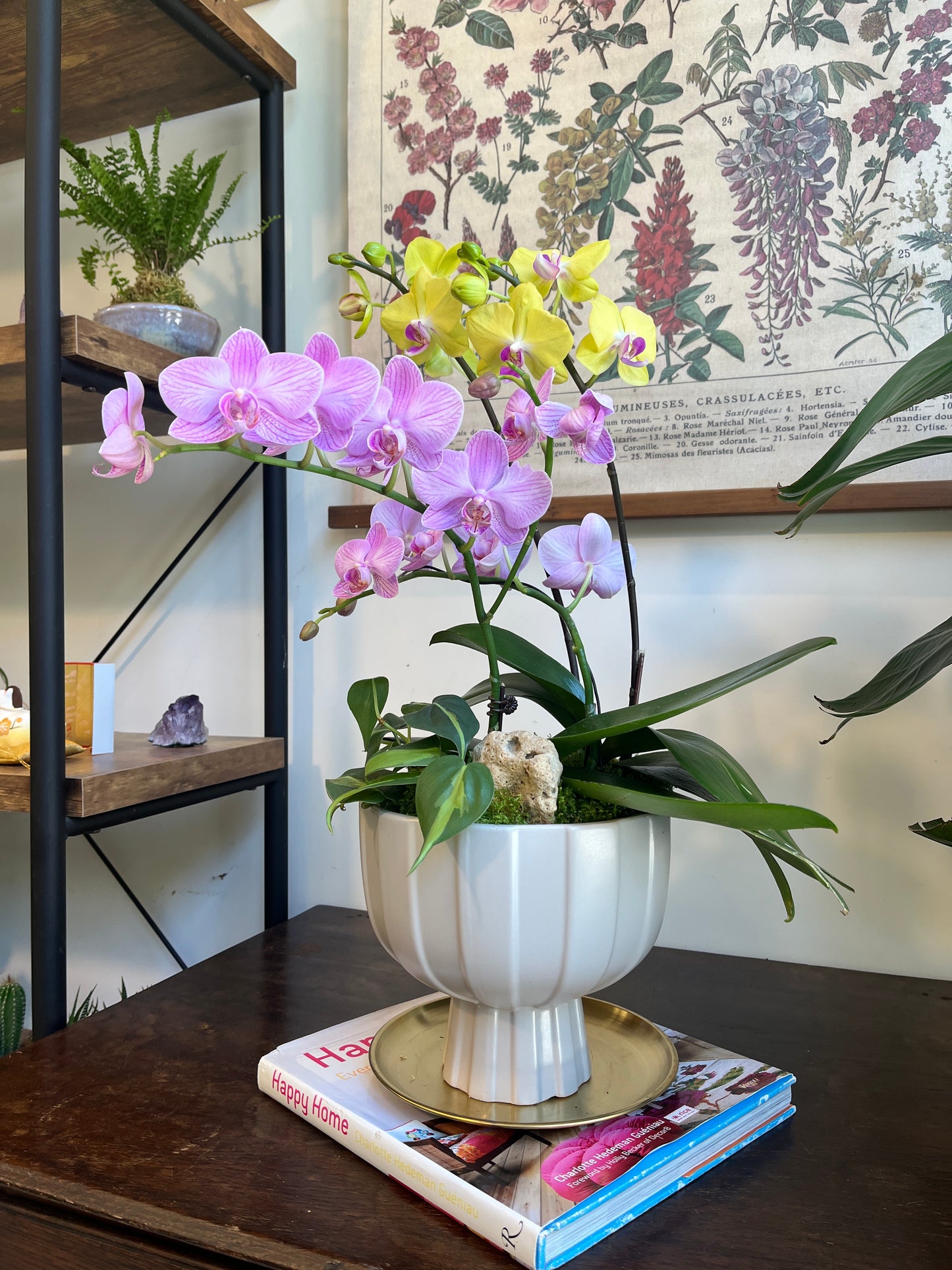 繽紛蘭園｜蝴蝶蘭花禮盆栽