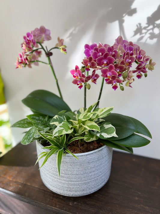 中型蘭花花禮—秀麗蘭花組合盆栽（灰盆）