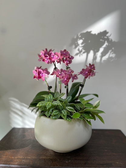 中型蘭花花禮—秀麗蘭花組合盆栽（胖胖圓盆）