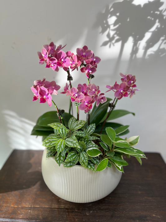中型蘭花花禮—秀麗蘭花組合盆栽（胖胖圓盆）