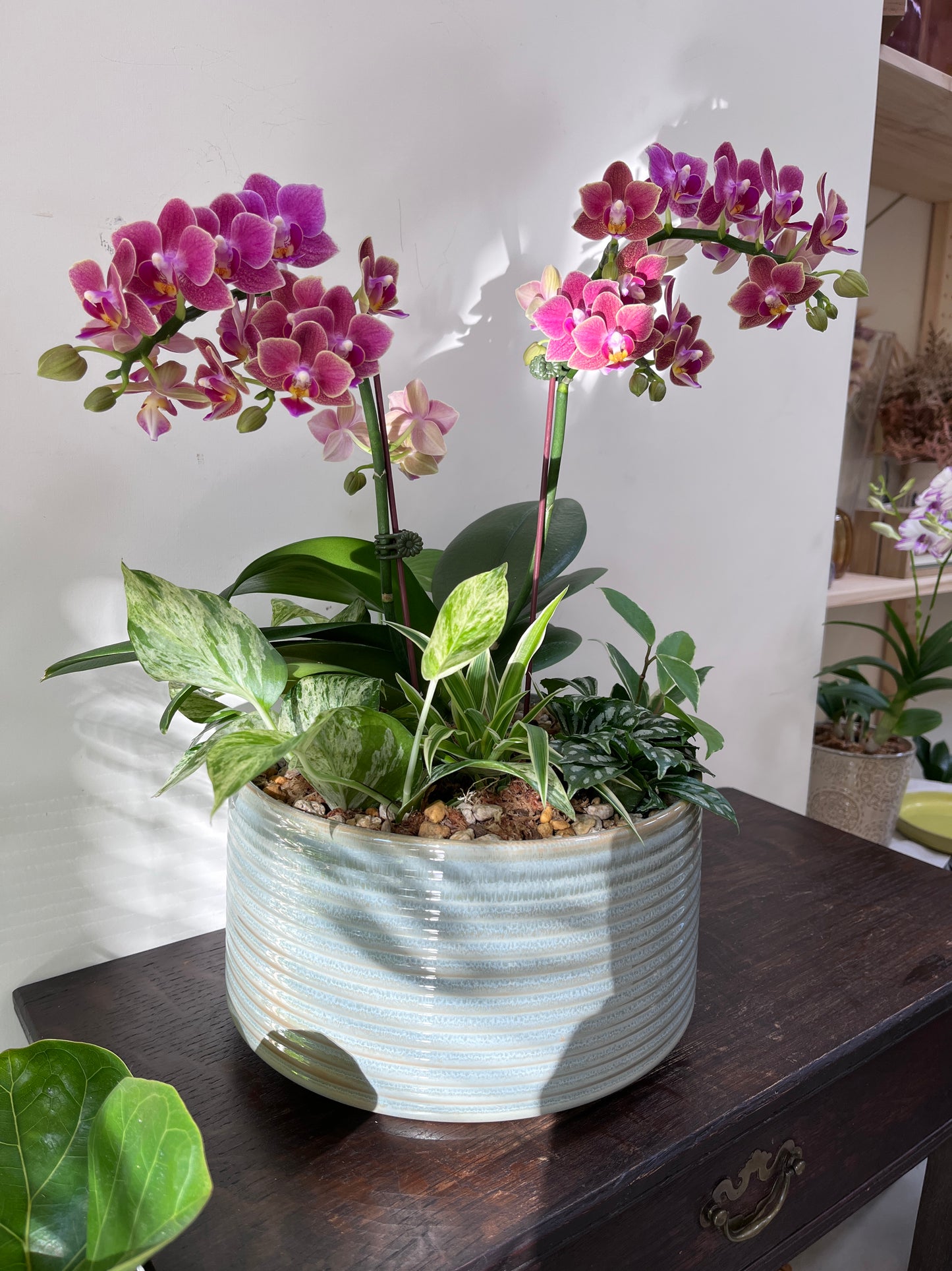 中大型蘭花花禮—秀麗蘭花組合盆栽（藍灰瓷盆）