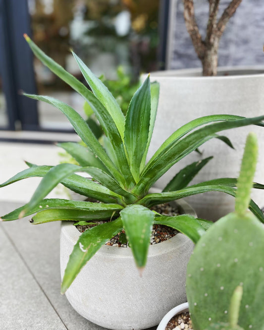 [龍舌蘭水泥盆] 陽台植物/風格植栽/送禮植栽/陽台植物