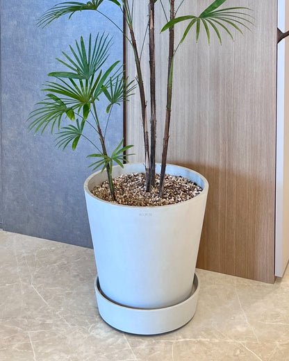 細葉棕竹｜大型室內植栽・比利時Ecopots環保盆＋滾輪底盤（林口/龜山含運）