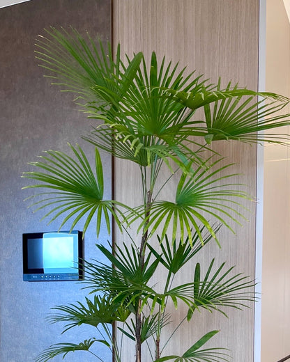 細葉棕竹｜大型室內植栽・比利時Ecopots環保盆＋滾輪底盤（林口/龜山含運）